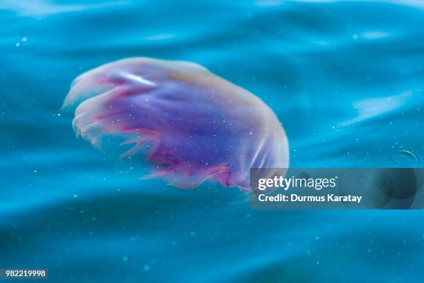floating jellyfish - man of war stock pictures, royalty-free photos & images