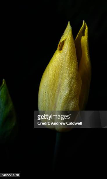 beaded tulip - andrew caldwell stock pictures, royalty-free photos & images