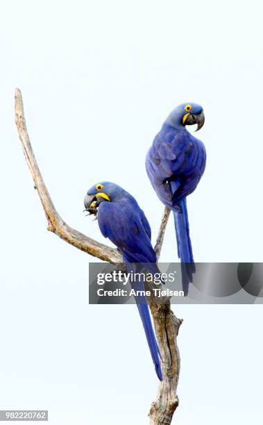 hyacinth macaw - arara azul grande imagens e fotografias de stock