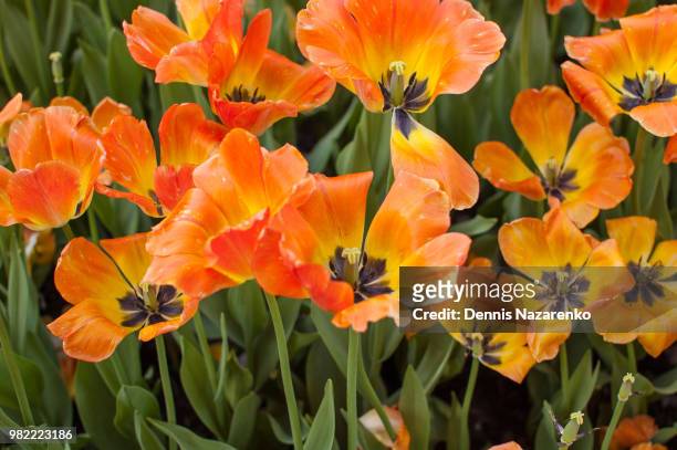 ottawa tulip festival - ottawa tulips stock pictures, royalty-free photos & images