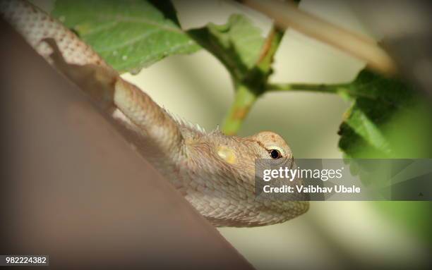 Saradas Insect 130 Sarada Stock Photos, High-Res Pictures, and Images - Getty Images