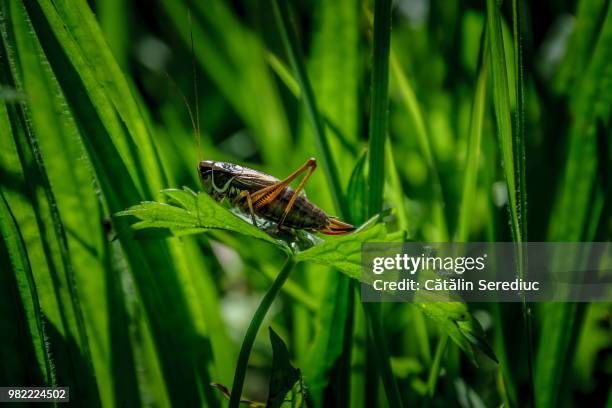 ready to jump - grasshopper stock pictures, royalty-free photos & images