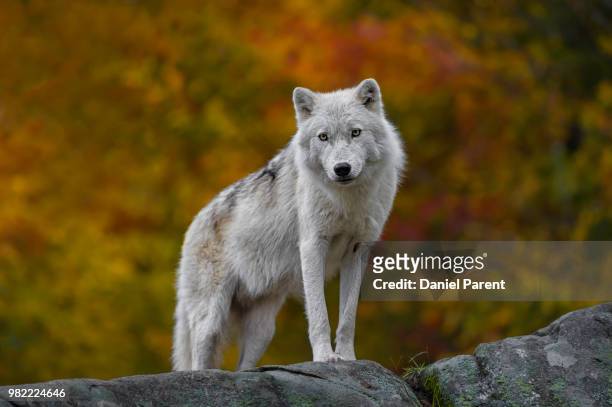 autumn observer... - arctic wolf stock pictures, royalty-free photos & images