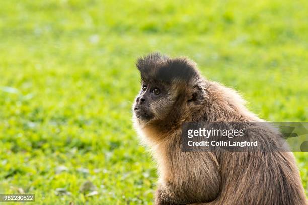 capuchin monkey - macaco coda di leone foto e immagini stock