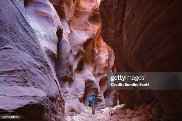 male hiker inside the buckskin gulch, vermilion cliffs national monument, utah - paria canyon stockfoto's en -beelden