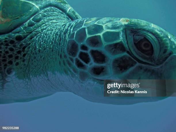 turtle smile - kennis stock pictures, royalty-free photos & images