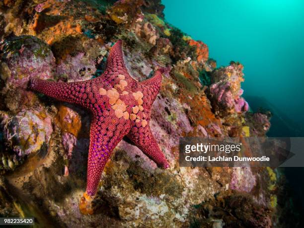 star - starfish 個照片及圖片檔