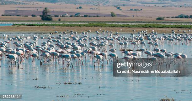 flamant rose (the flamingo) - flamant rose 個照片及圖片檔