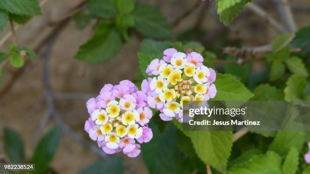 lantana camara - lantana camara stock pictures, royalty-free photos & images