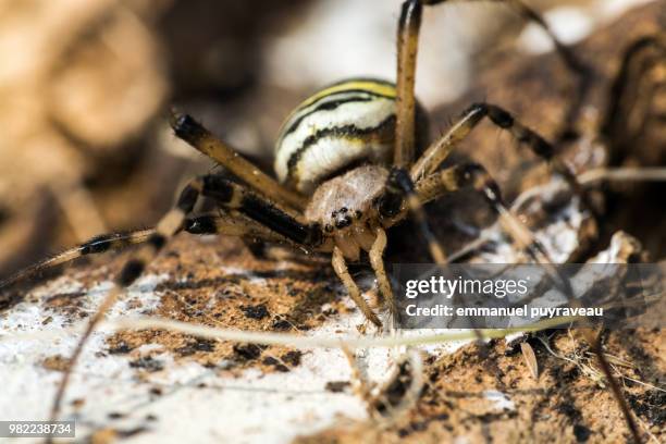 photo by: emmanuel puyraveau - orb web spider stock pictures, royalty-free photos & images