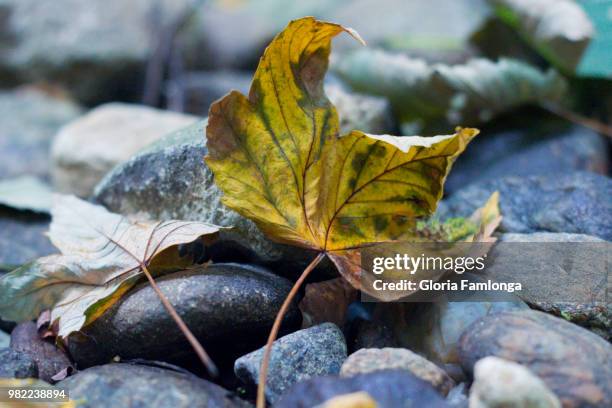 leaves - gloria stone stock pictures, royalty-free photos & images