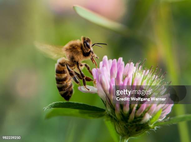 a honeybee landing on a flower - wild flowers stock-fotos und bilder
