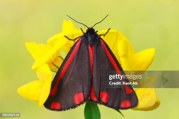cinnabar moth - cinnabar stock pictures, royalty-free photos & images