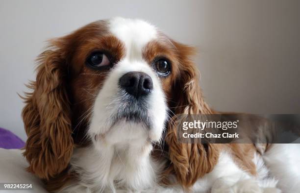 millie - king charles spaniel stock pictures, royalty-free photos & images