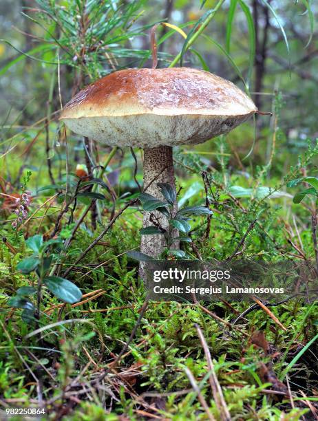 birch bolete - bolet poivré photos et images de collection