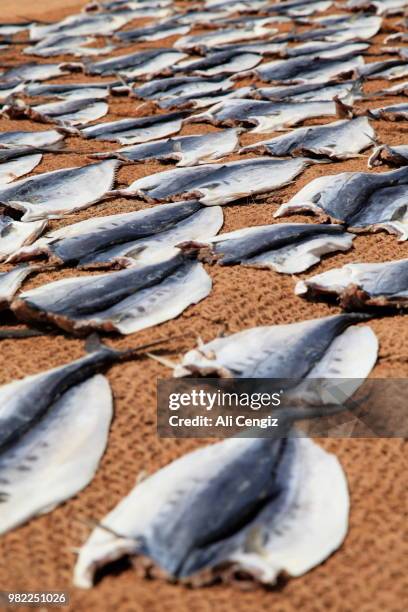 fish drying in negombo, sri lanka - negombo stockfoto's en -beelden