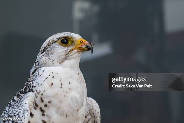 huntingbird - gyrfalcon bildbanksfoton och bilder