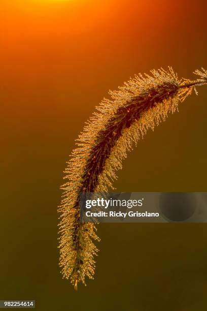 2014 september fountain grass plume - fountain grass stock pictures, royalty-free photos & images