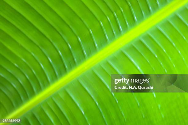 Linear Leaf Pattern Photos and Premium High Res Pictures - Getty Images