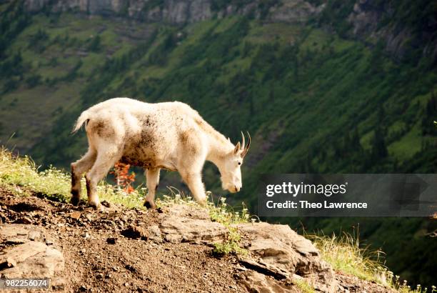 a mountain goat in logan pass, glacier national park, montana, usa - logan pass imagens e fotografias de stock