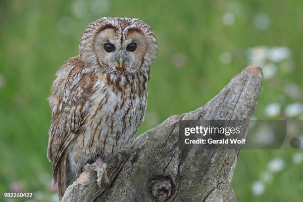tawny owl - tawny bildbanksfoton och bilder