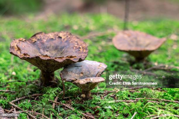 forest mushrooms - crimini mushroom stock pictures, royalty-free photos & images