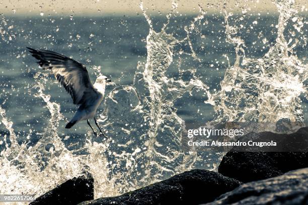 Bird Splash 408 Bird Water Splash Stock Photos, High-Res Pictures, and Images ...