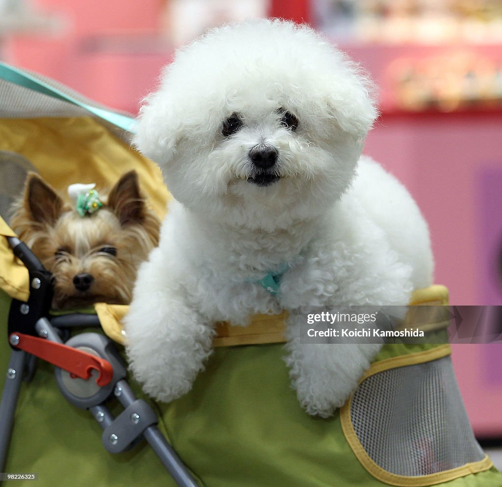 Asian International Dog Show