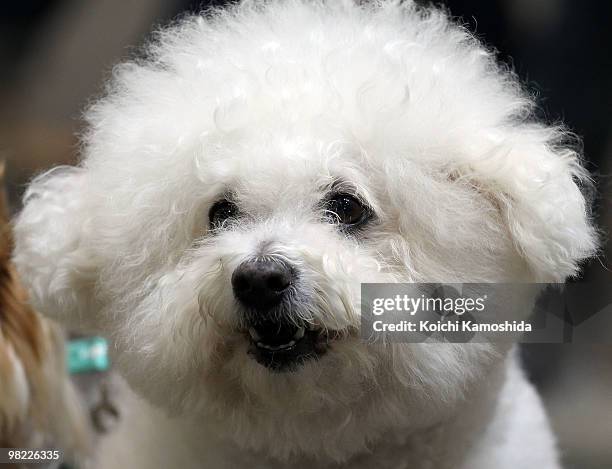 Bichon Frise sits in a cart during the Asian International Dog Show at Tokyo Big Sight on April 3, 2010 in Tokyo, Japan.