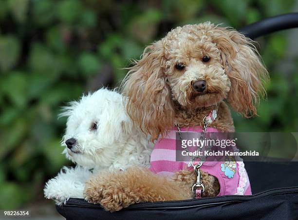 Miniature poodle sit in a cart during the Asian International Dog Show at Tokyo Big Sight on April 3, 2010 in Tokyo, Japan.