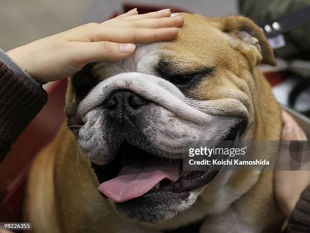Bulldog poses with a fan during the Asian International Dog Show at Tokyo Big Sight on April 3, 2010 in Tokyo, Japan.
