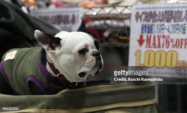 French Bulldog sits in a cart during the Asian International Dog Show at Tokyo Big Sight on April 3, 2010 in Tokyo, Japan.