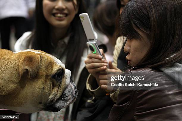 Bulldog poses with fan during the Asian International Dog Show at Tokyo Big Sight on April 3, 2010 in Tokyo, Japan.