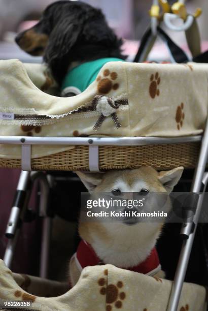 Japanese Shiba Inu sits in a cart during the Asian International Dog Show at Tokyo Big Sight on April 3, 2010 in Tokyo, Japan.