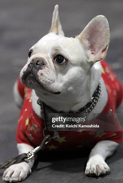 French Bulldog sits backstage during the Asian International Dog Show at Tokyo Big Sight on April 3, 2010 in Tokyo, Japan.