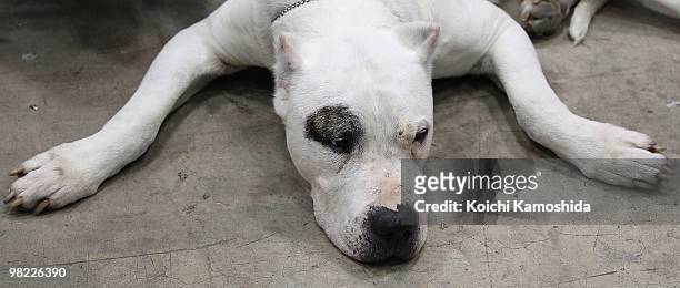 Dogo Argentino sits backstage during the Asian International Dog Show at Tokyo Big Sight on April 3, 2010 in Tokyo, Japan.