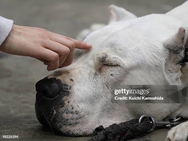Dogo Argentino sleeps during the Asian International Dog Show at Tokyo Big Sight on April 3, 2010 in Tokyo, Japan.