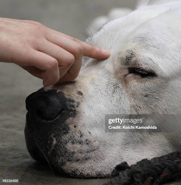 Dogo Argentino sleeps during the Asian International Dog Show at Tokyo Big Sight on April 3, 2010 in Tokyo, Japan.