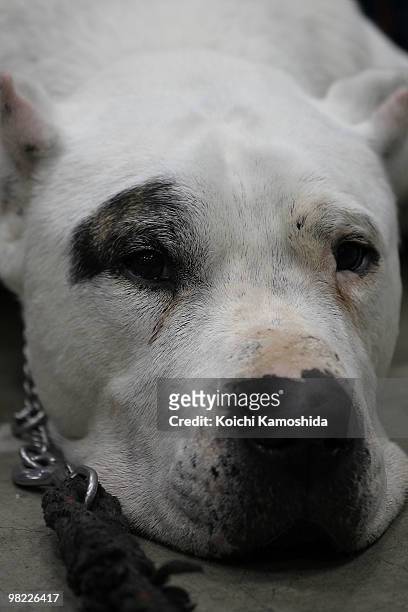 Dogo Argentino sits backstage during the Asian International Dog Show at Tokyo Big Sight on April 3, 2010 in Tokyo, Japan.