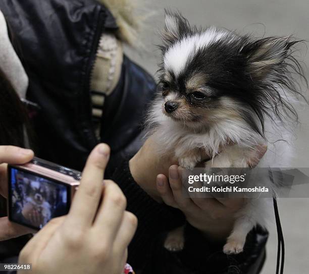 Chihuahua poses with a fan during the Asian International Dog Show at Tokyo Big Sight on April 3, 2010 in Tokyo, Japan.