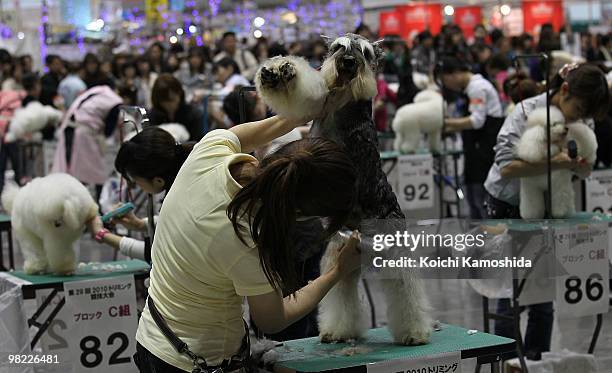 Miniature Schnauzer gets a trim during the Asian International Dog Show at Tokyo Big Sight on April 3, 2010 in Tokyo, Japan.