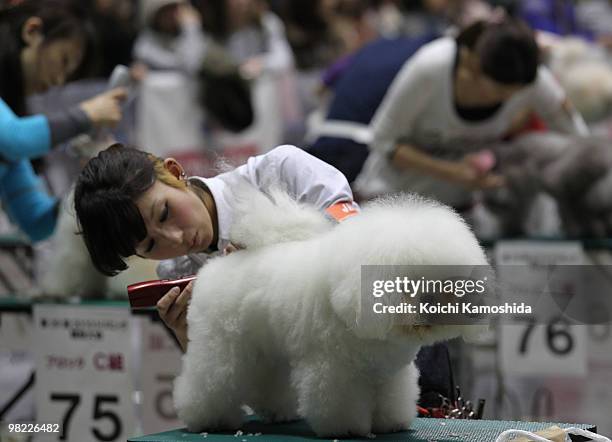 Bichon Frise gets a trim during the Asian International Dog Show at Tokyo Big Sight on April 3, 2010 in Tokyo, Japan.