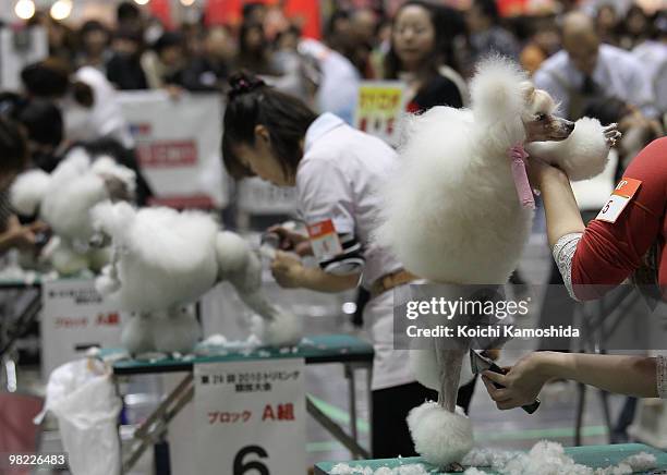 Poodle gets a trim during the Asian International Dog Show at Tokyo Big Sight on April 3, 2010 in Tokyo, Japan.