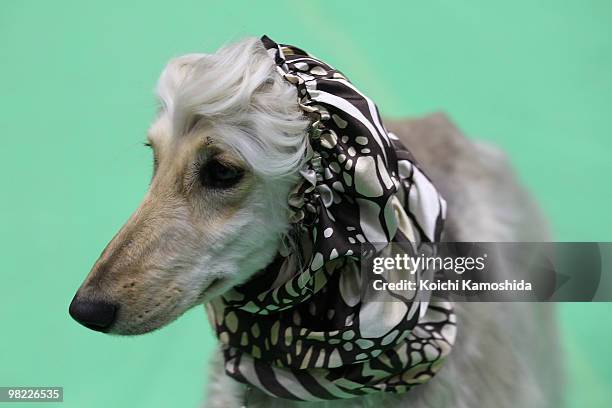 Borzoi dressed during the Asian International Dog Show at Tokyo Big Sight on April 3, 2010 in Tokyo, Japan.