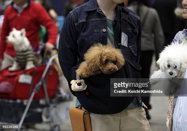 Man carries a Toy Poodle during the Asian International Dog Show at Tokyo Big Sight on April 3, 2010 in Tokyo, Japan.