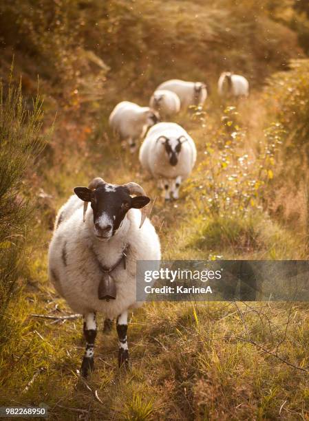 scottish blackface sheep in auvergne, france - auvergne stock pictures, royalty-free photos & images