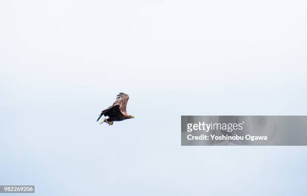 golden eagle - ogawa stock pictures, royalty-free photos & images
