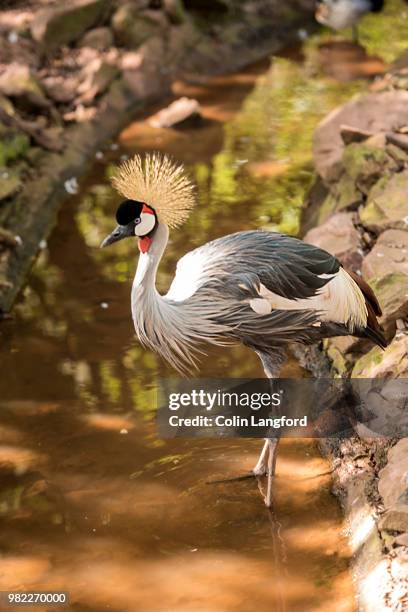 grey crowned crane - grey crowned crane stockfoto's en -beelden