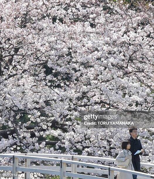 Young couple stroll under the cherry blossom in full-bloom at a park in Tokyo on April 3, 2010. Many Japanese people visited cherry blossom spots...