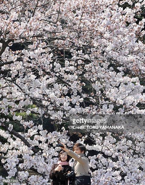 Young couple admires the cherry blossom in full-bloom at a park in Tokyo on April 3, 2010. Many Japanese people visited cherry blossom spots today to...